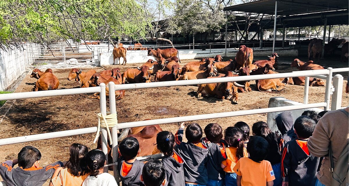 students at cow shed