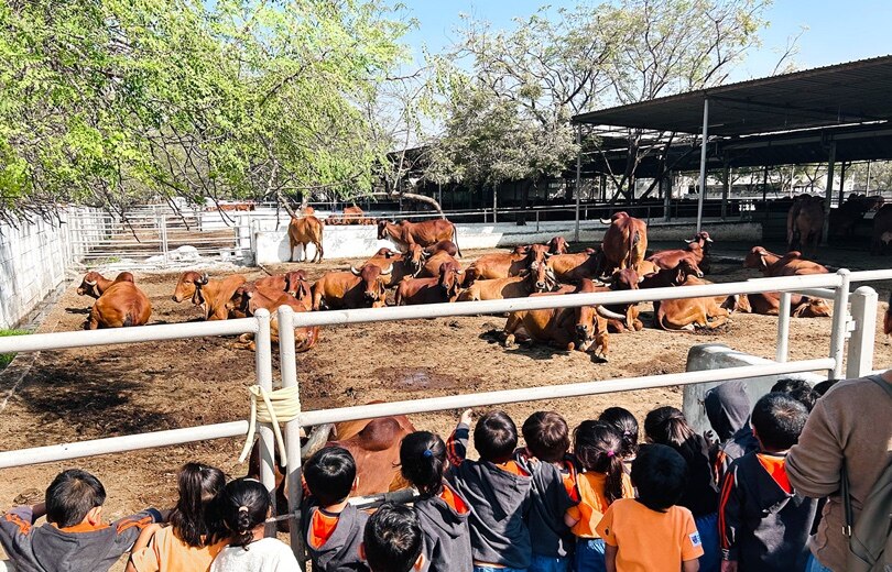 students at cow shed